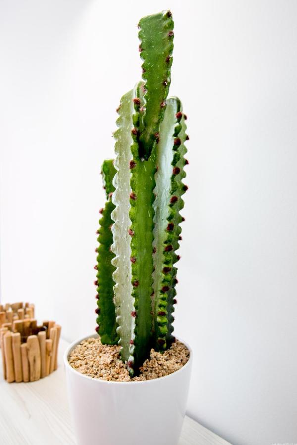 Cactus Apartment San Miguel de Abona Bagian luar foto
